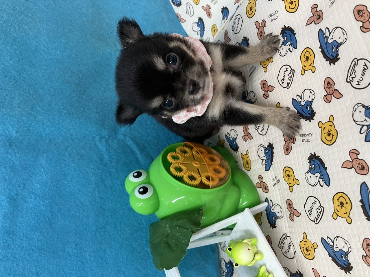 チワワ