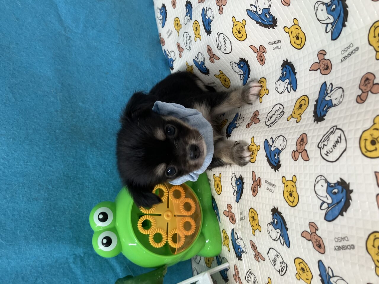 チワワ