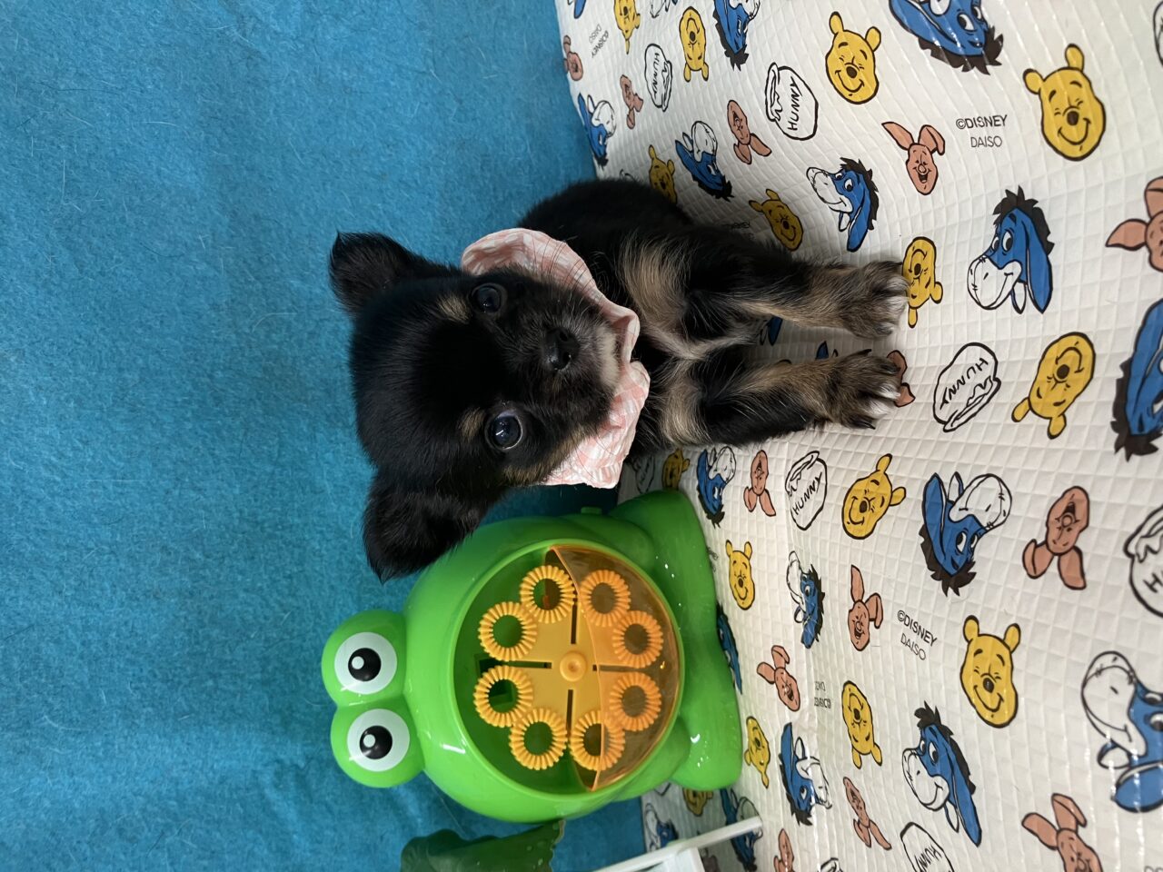 チワワ