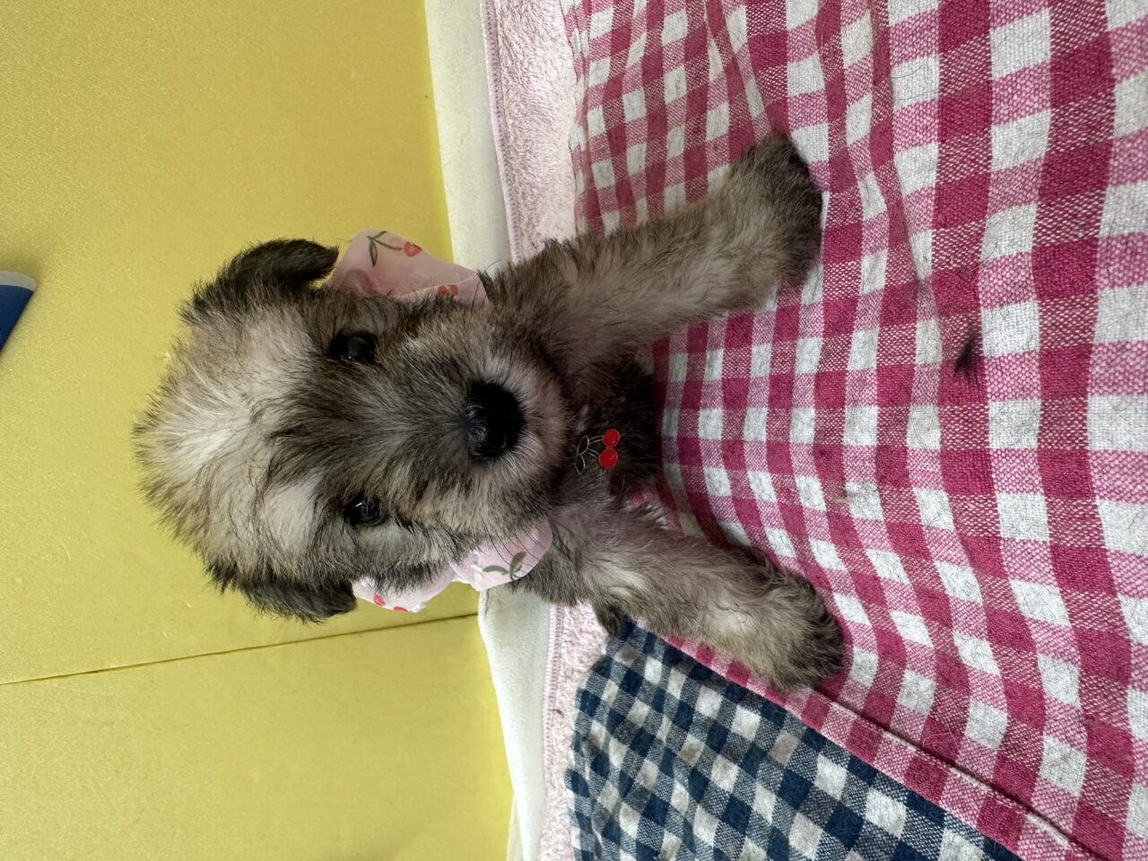 Ｍ・シュナウザー