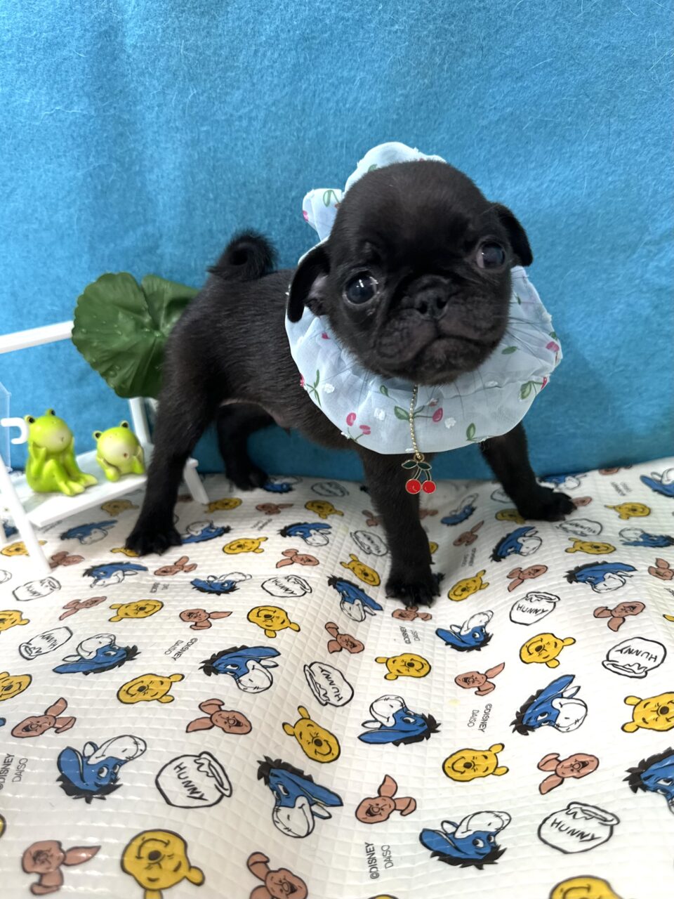 パグ