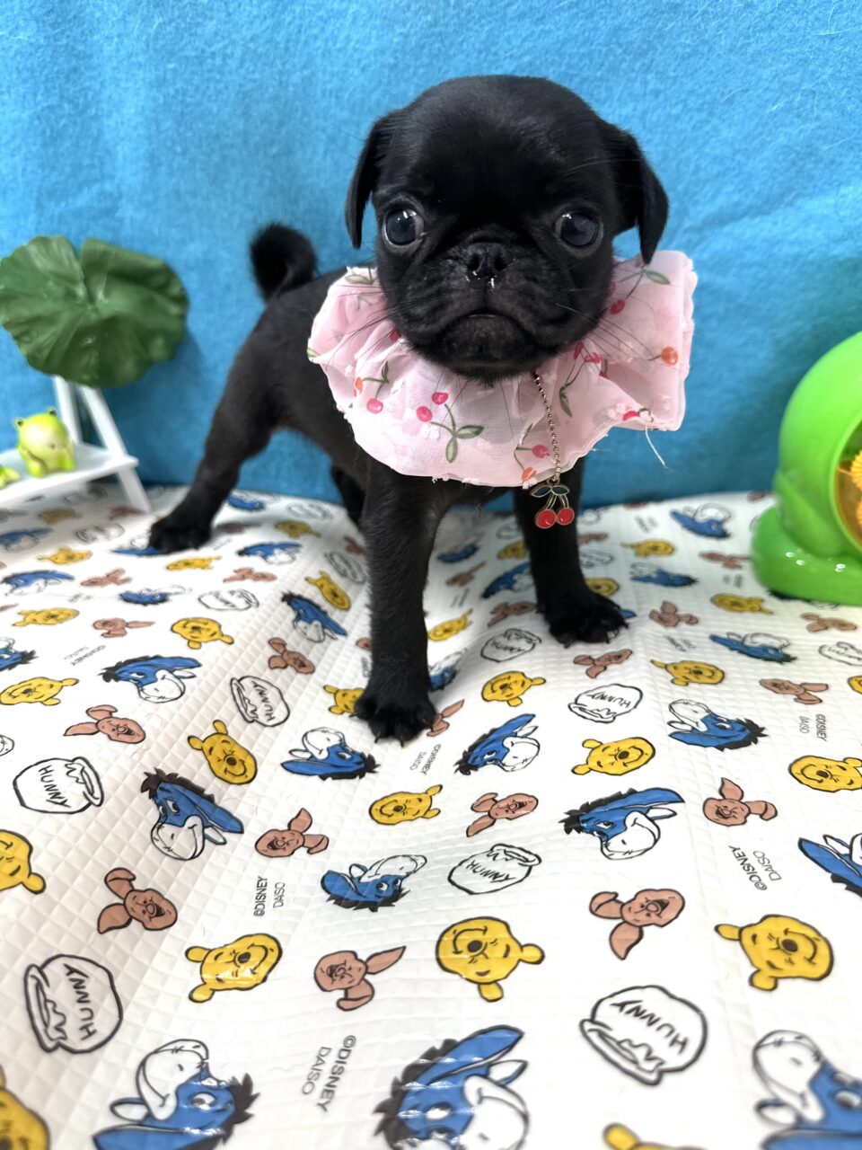 パグ