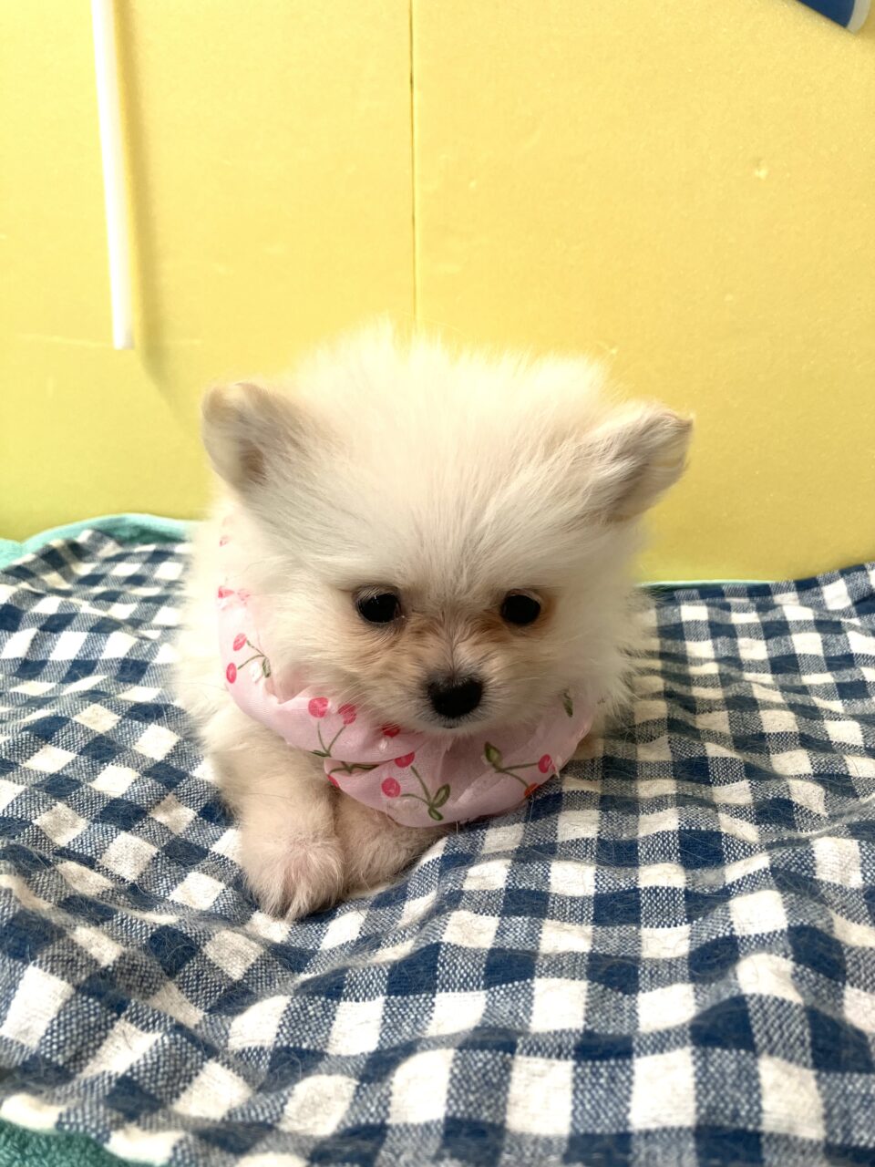 ポメラニアン