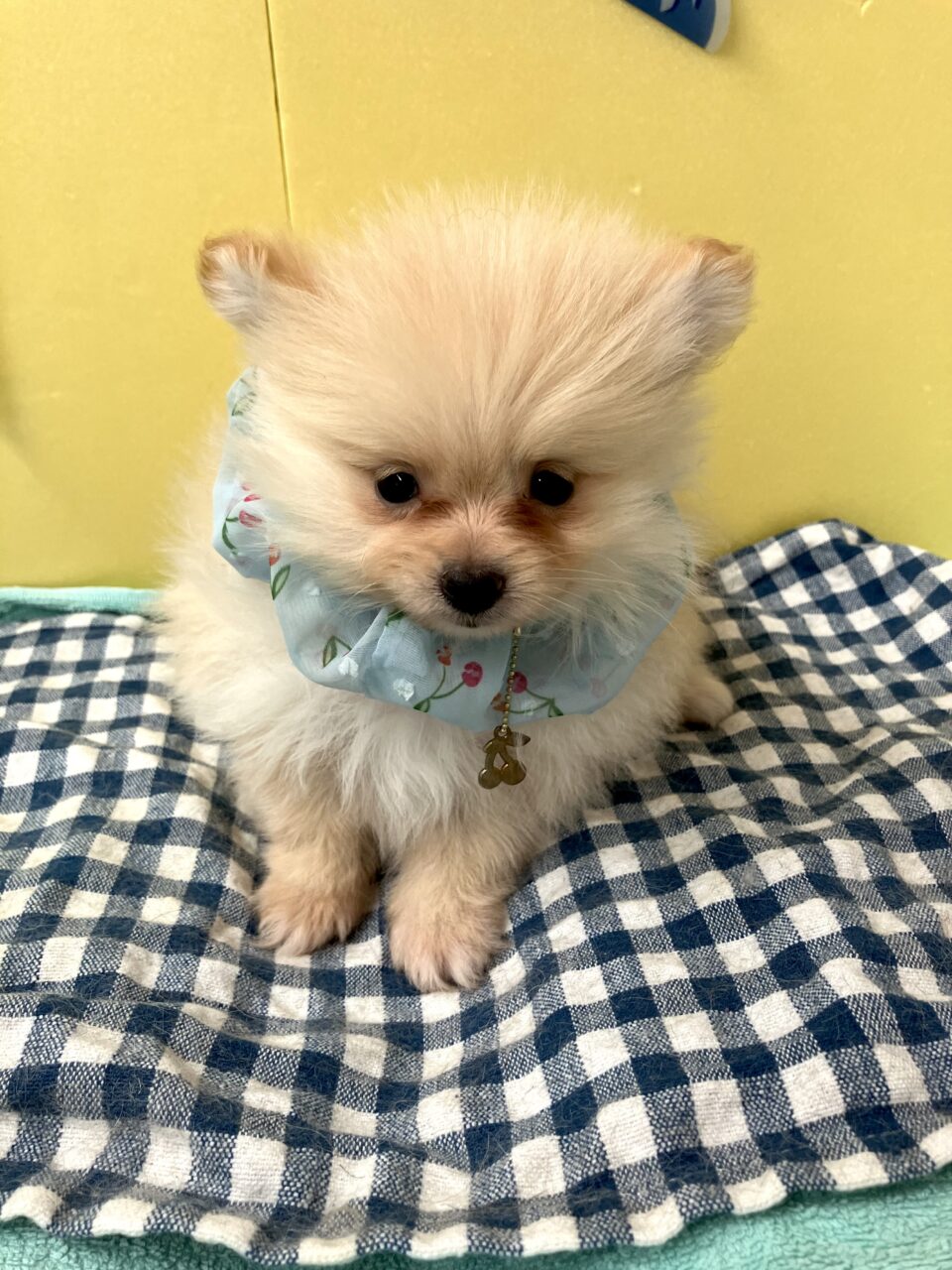 ポメラニアン