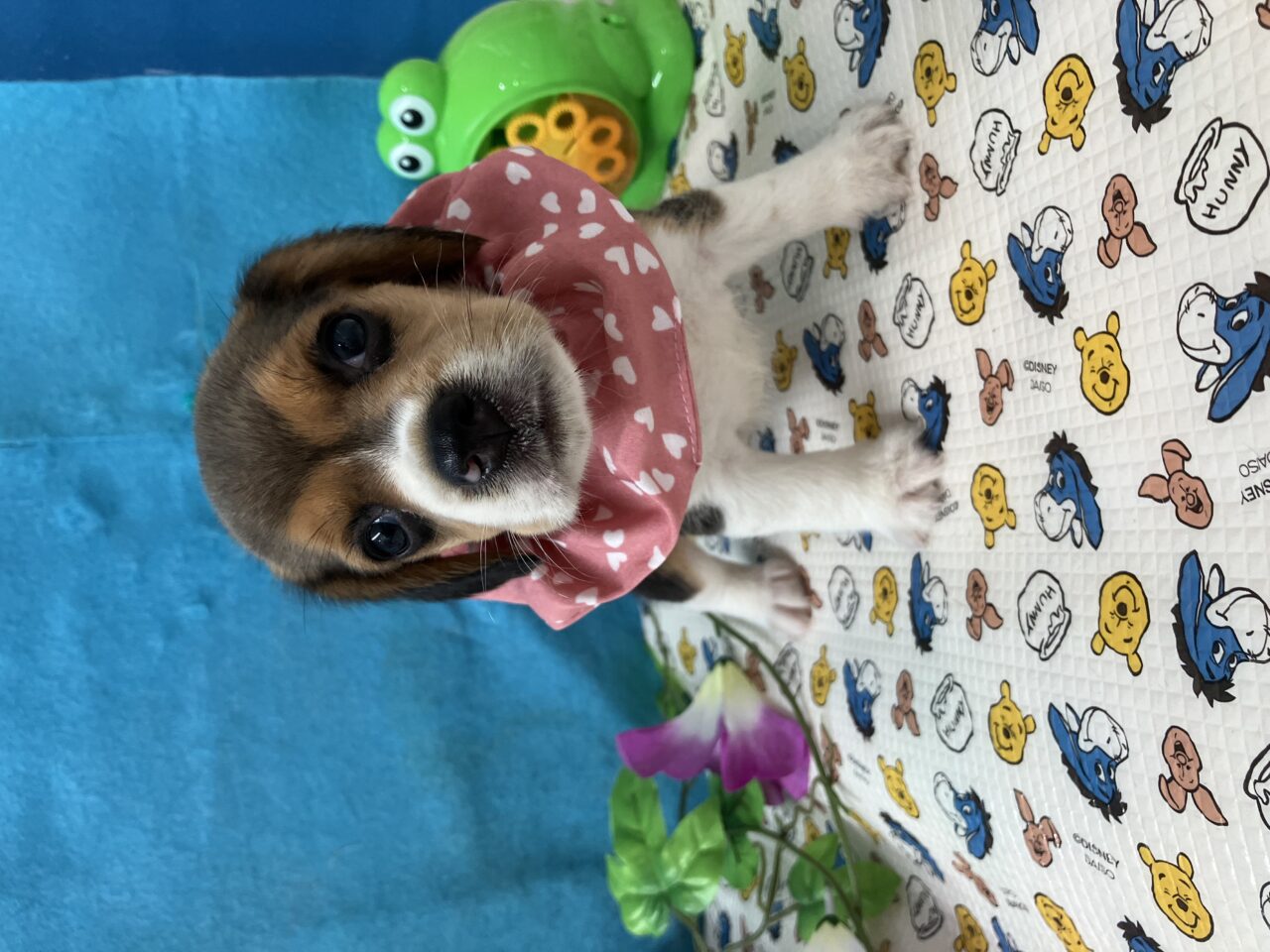 ビーグル
