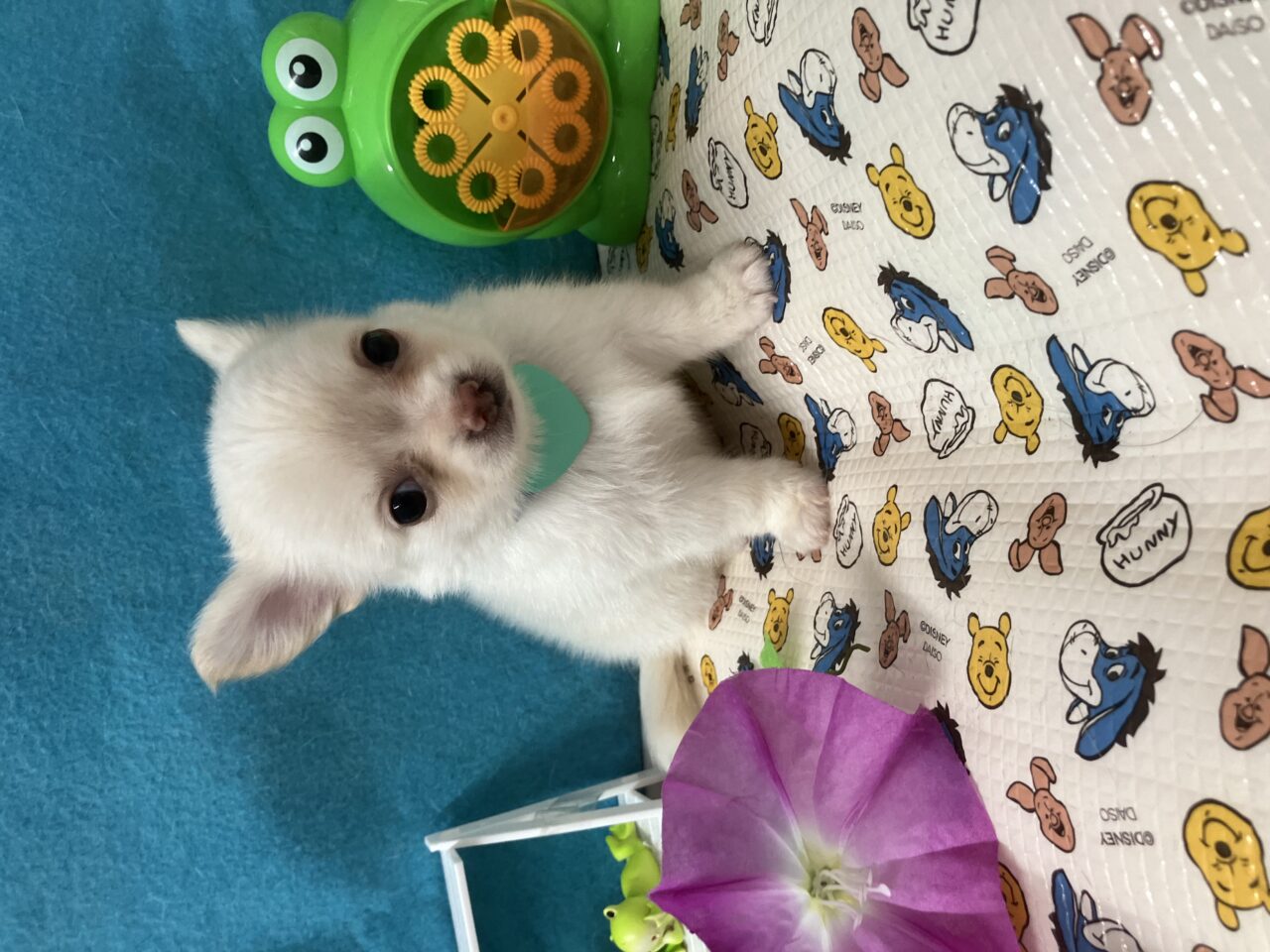 チワワ