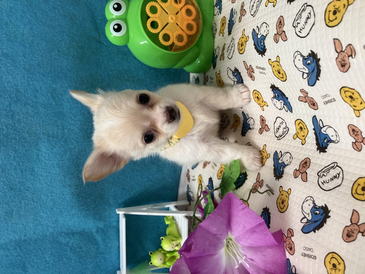 チワワ