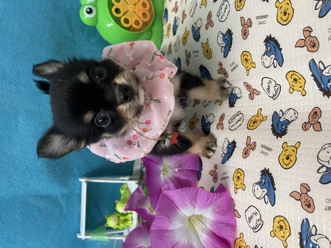 チワワ