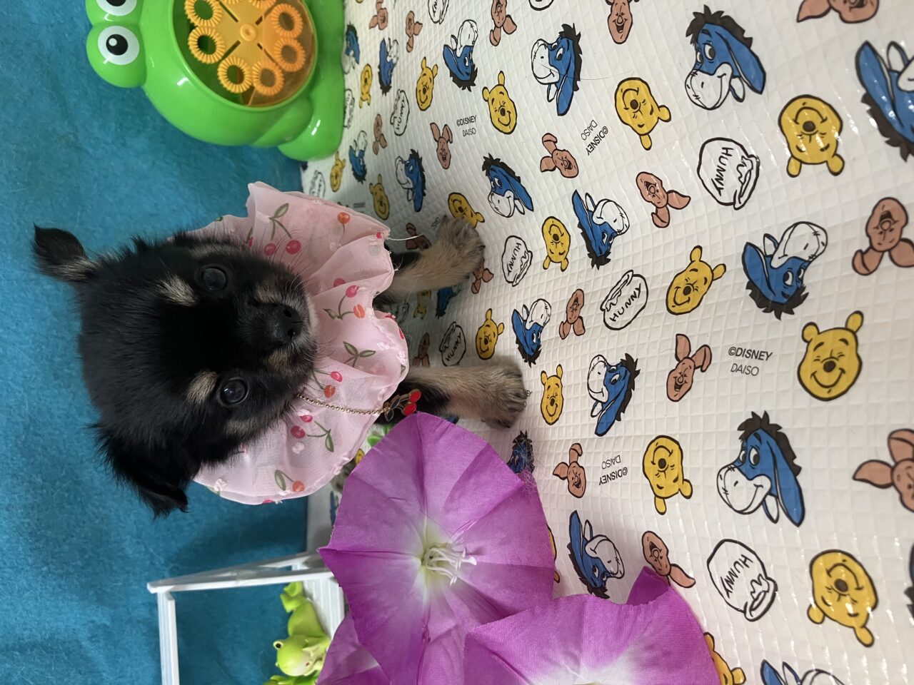 チワワ
