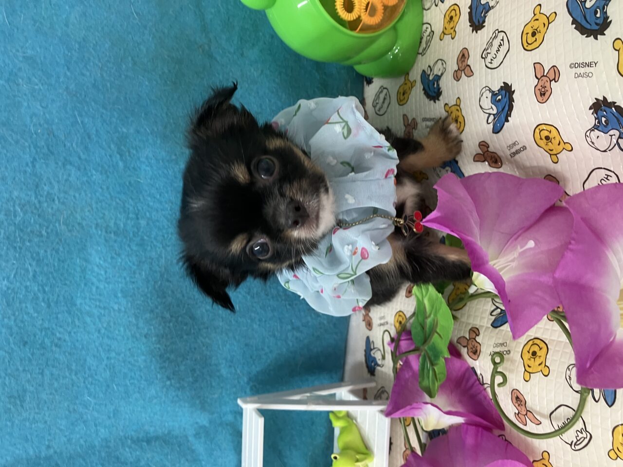 チワワ