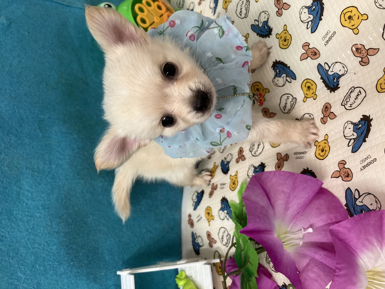 チワワ
