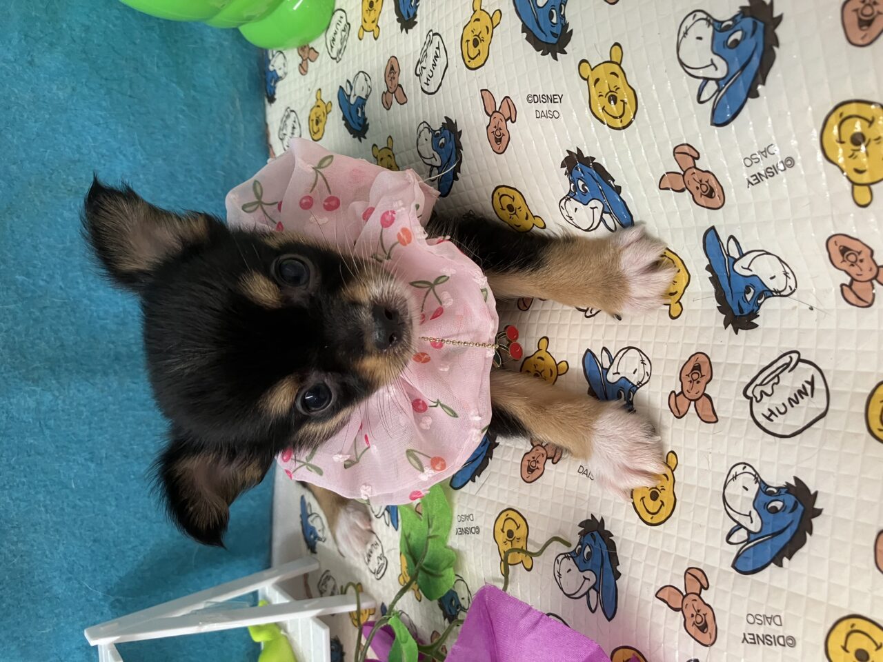 チワワ
