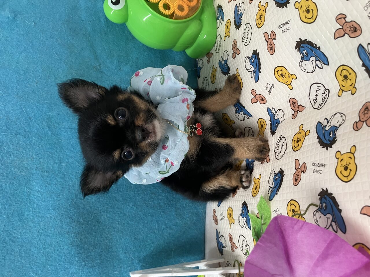 チワワ