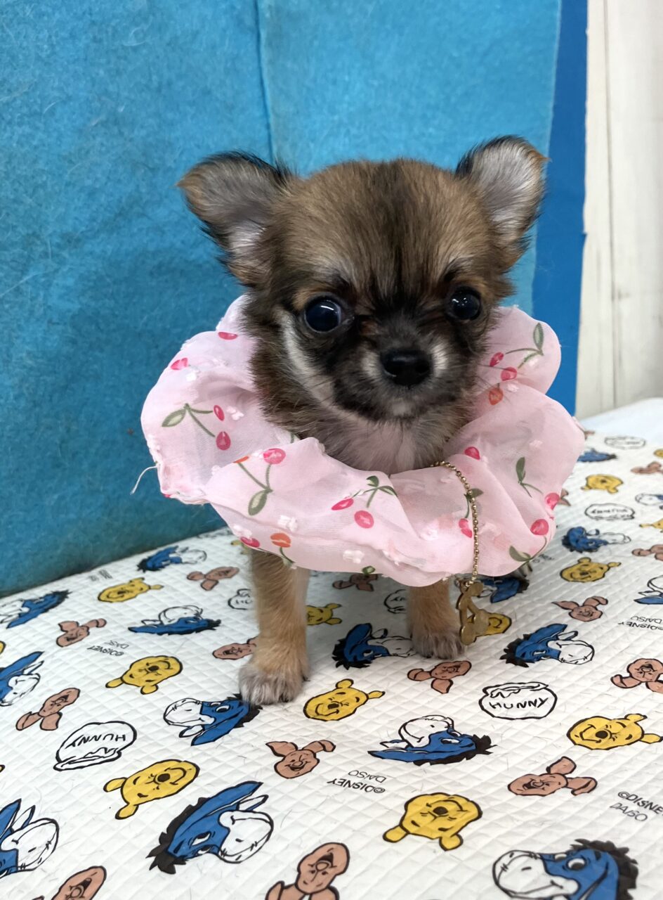 チワワ
