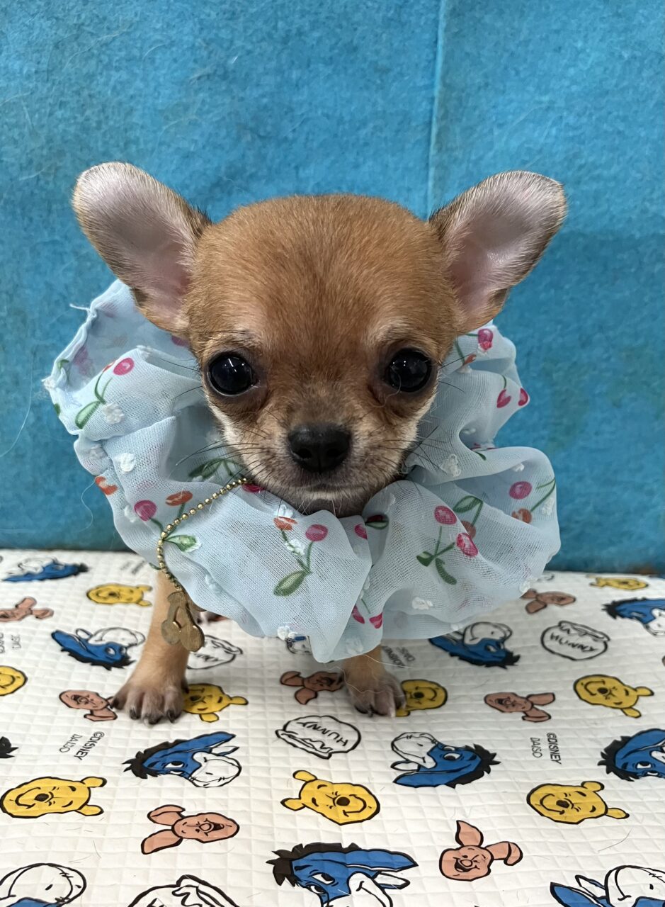 チワワ