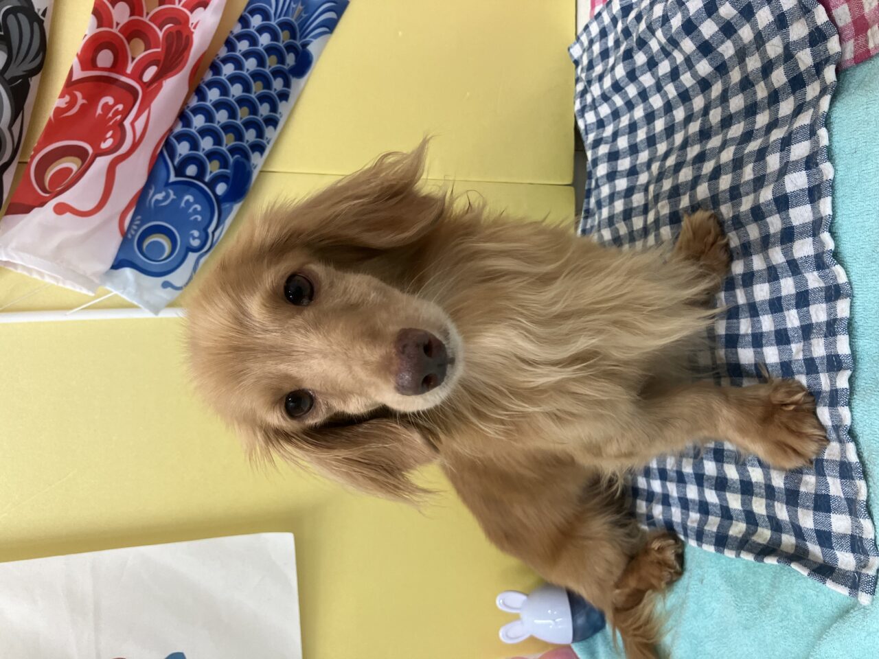 Ｍ・ダックス