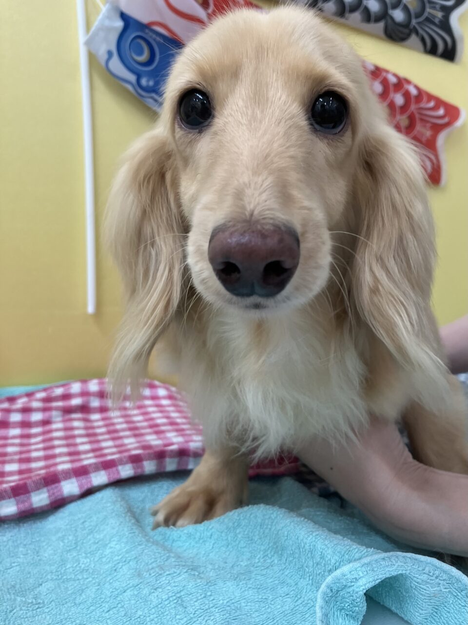 Ｍ・ダックス
