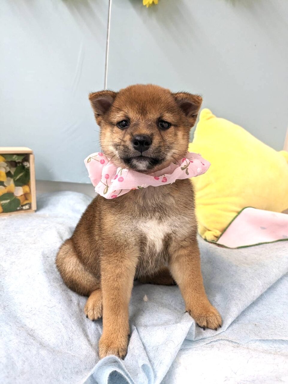 柴犬