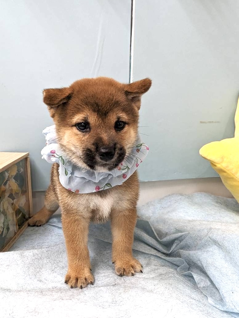 柴犬