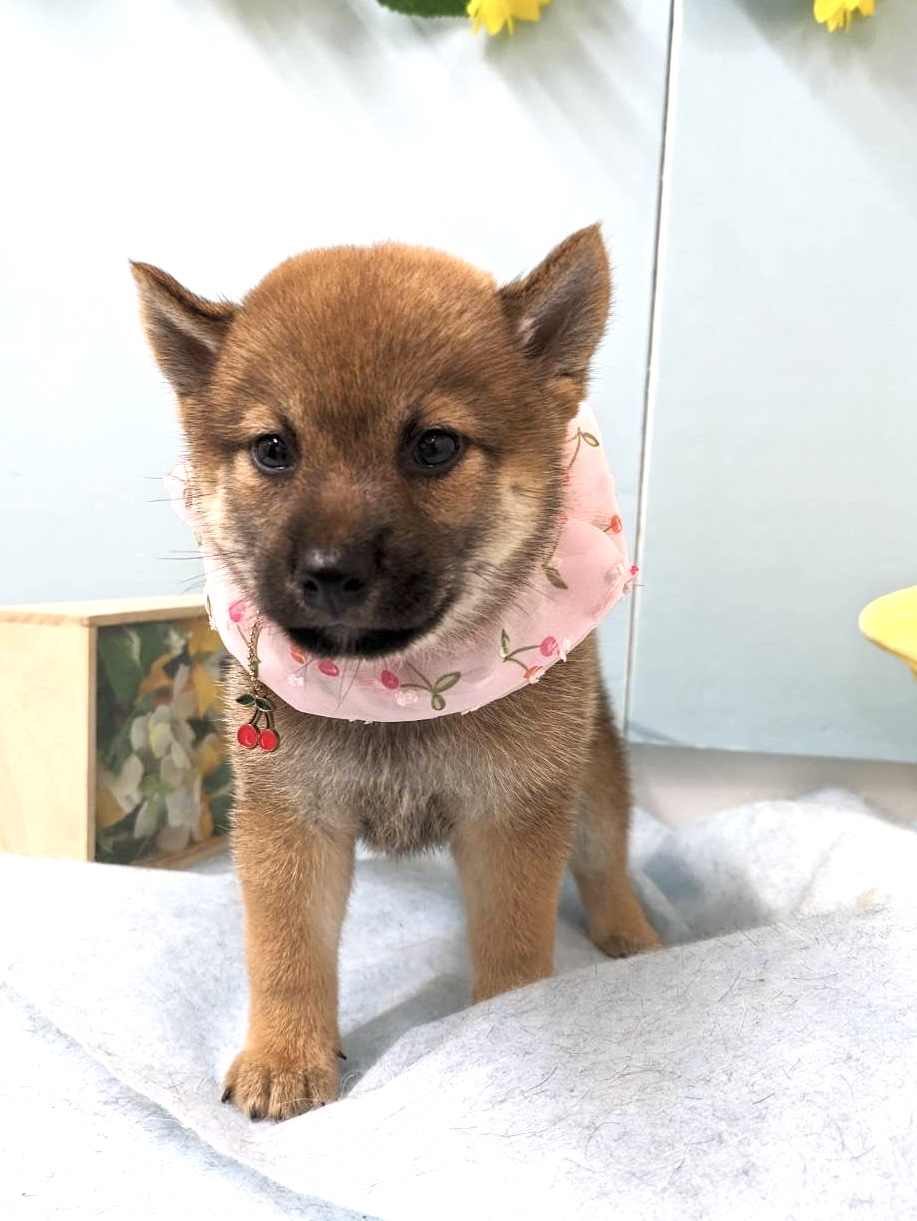 柴犬
