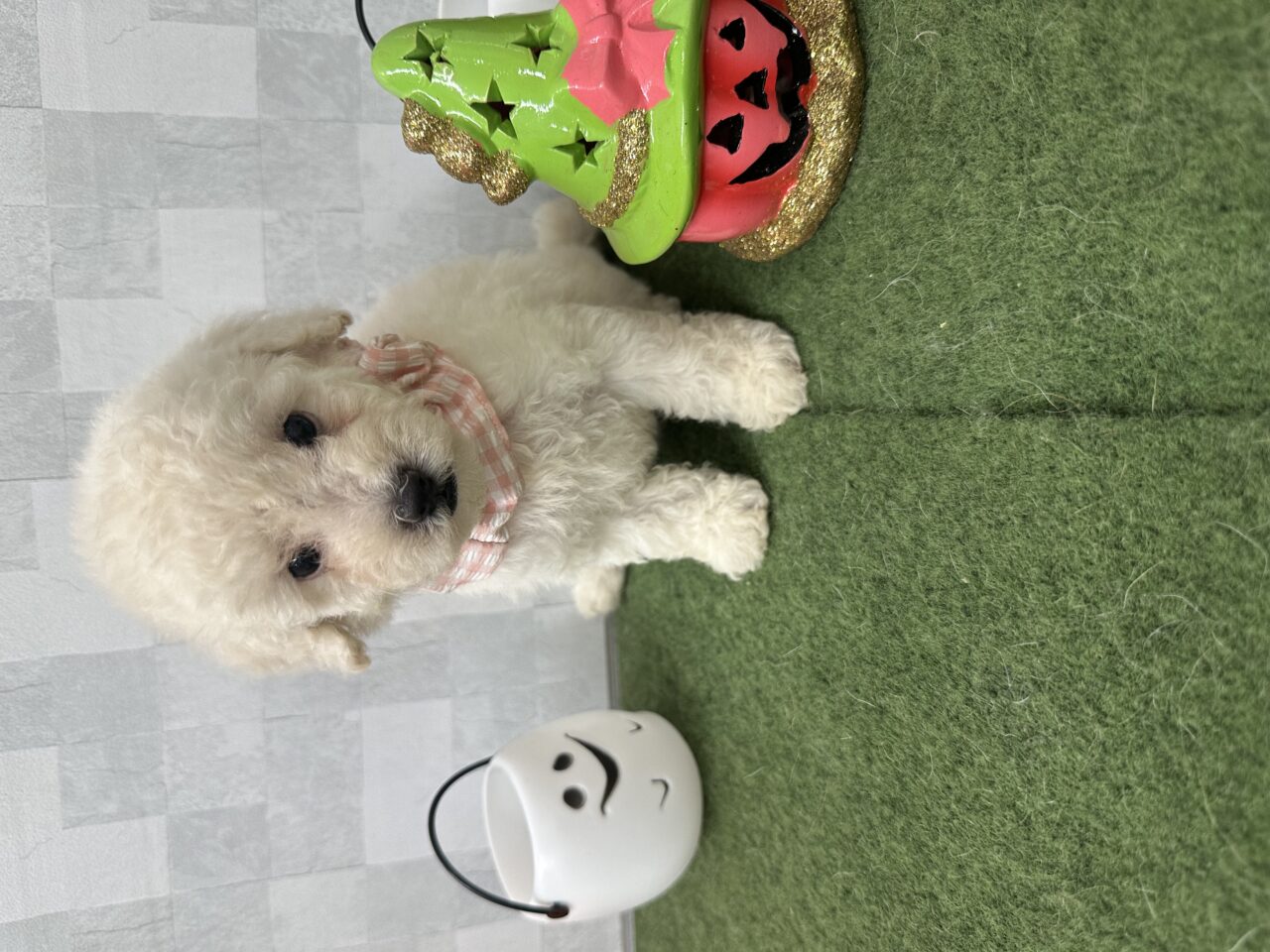 トイプードル