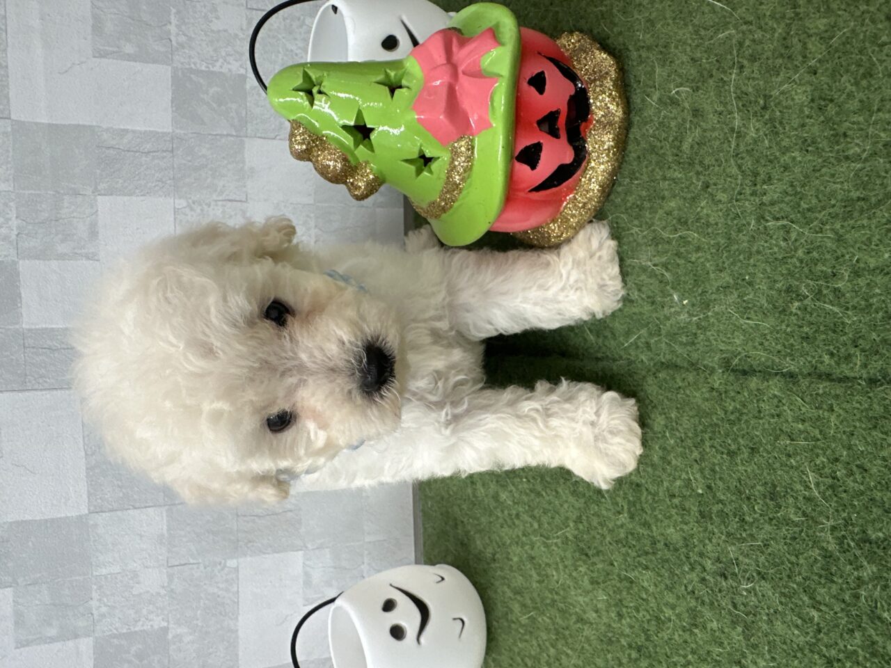 トイプードル