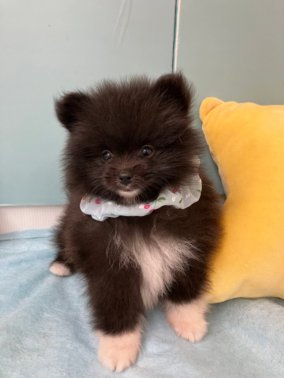 ポメラニアン