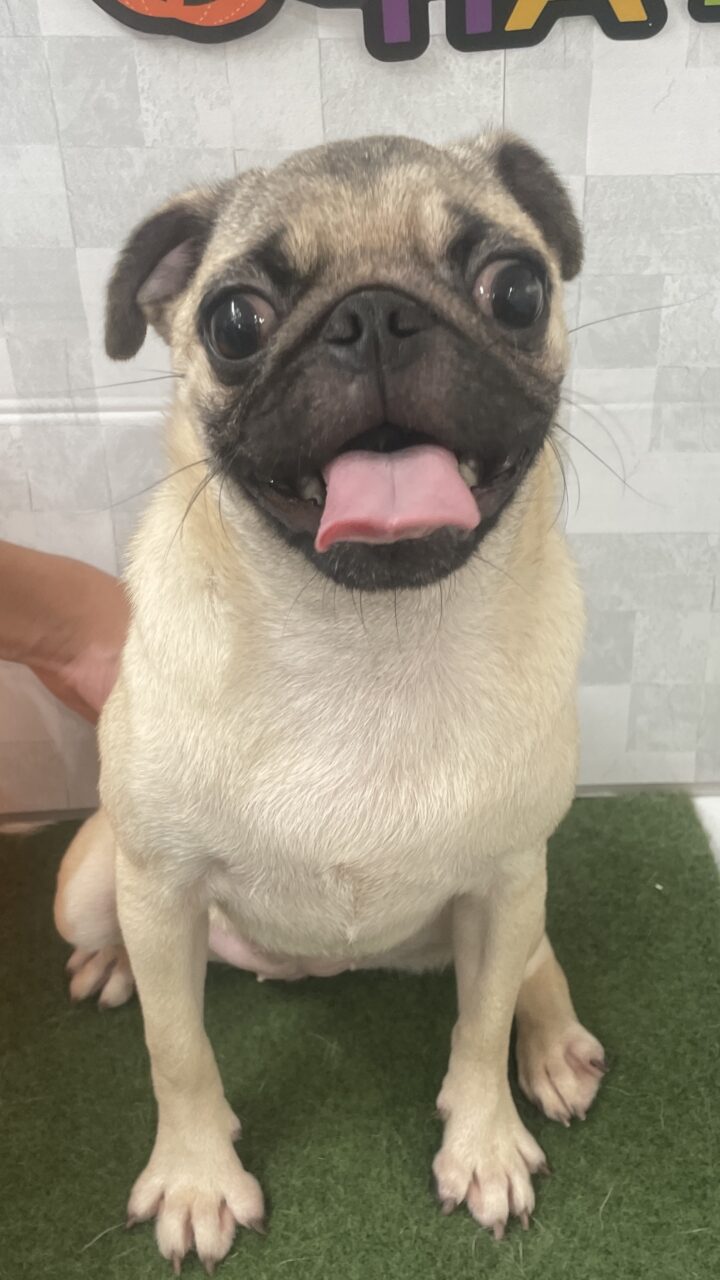 パグ