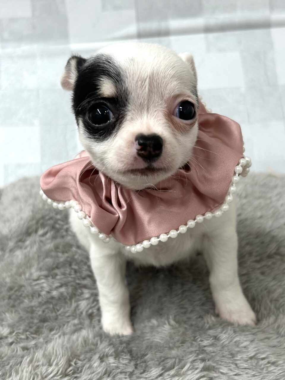 チワワ