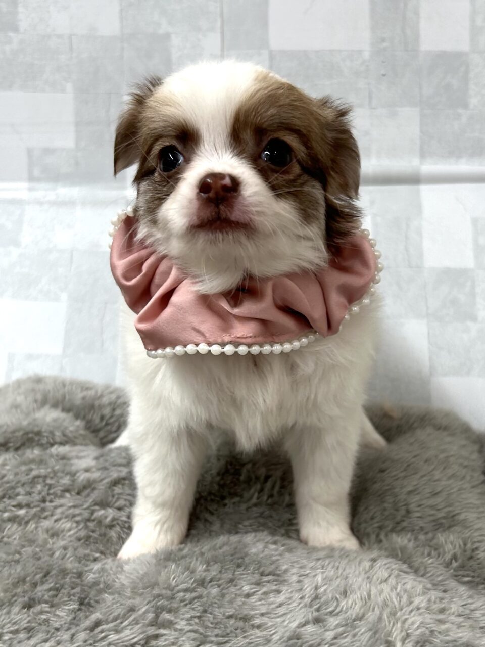 チワワ