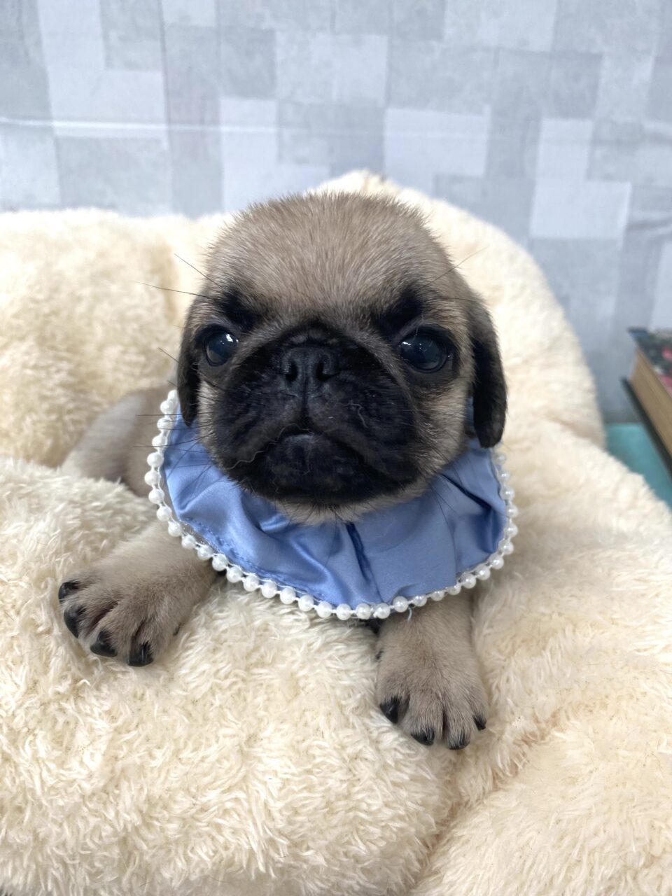 パグ