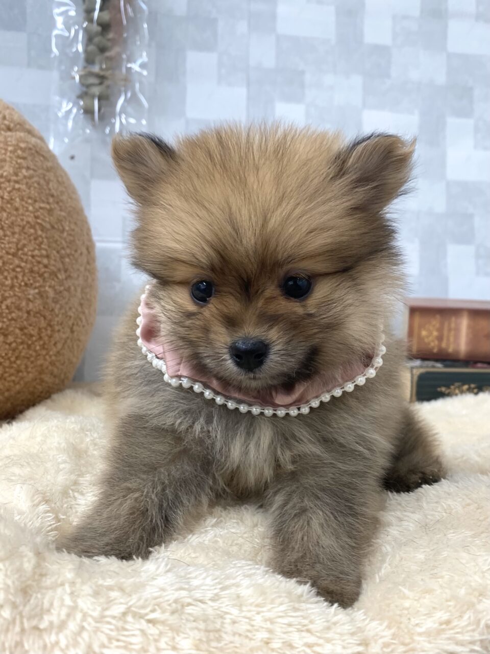 ポメラニアン
