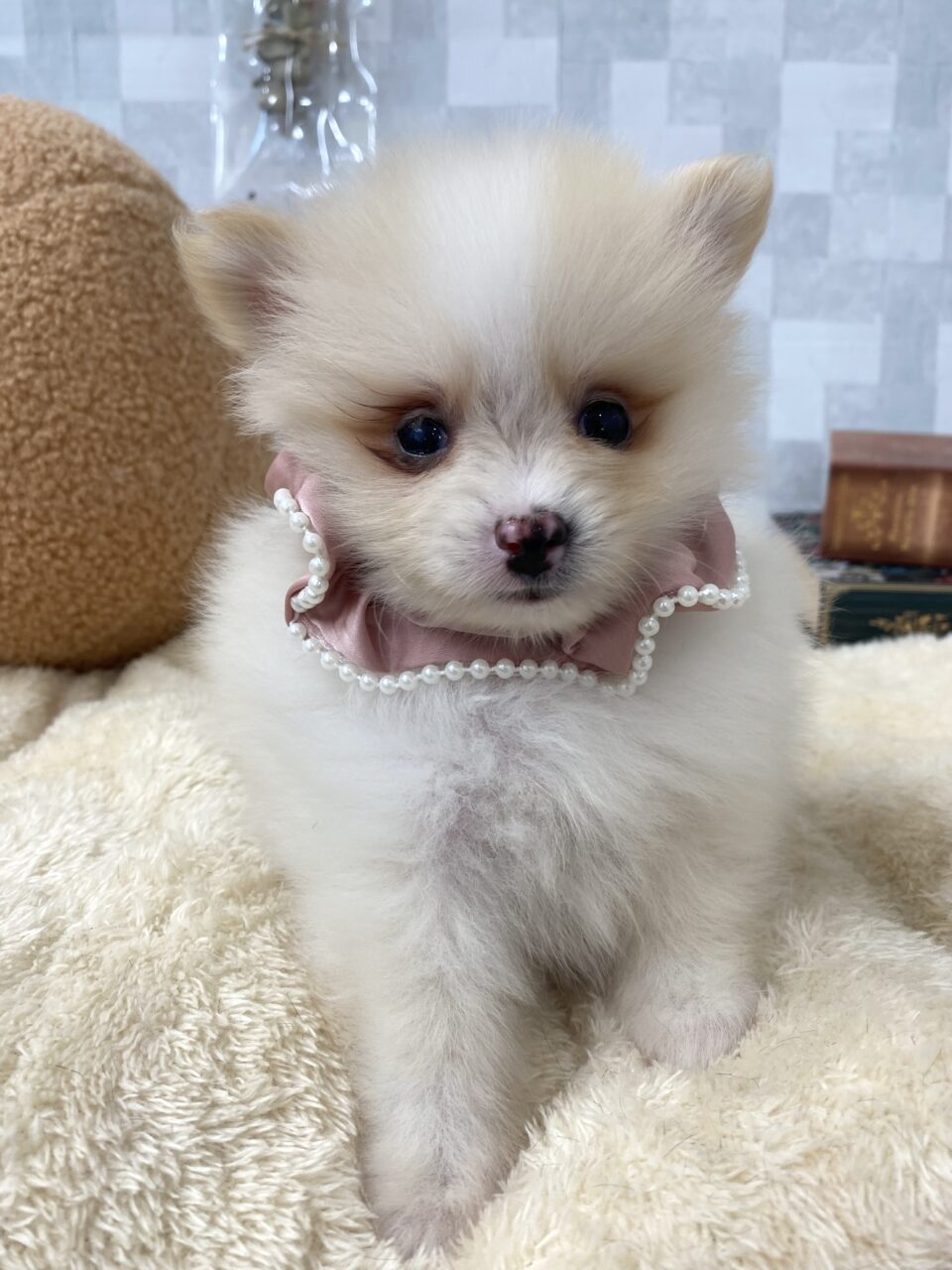ポメラニアン