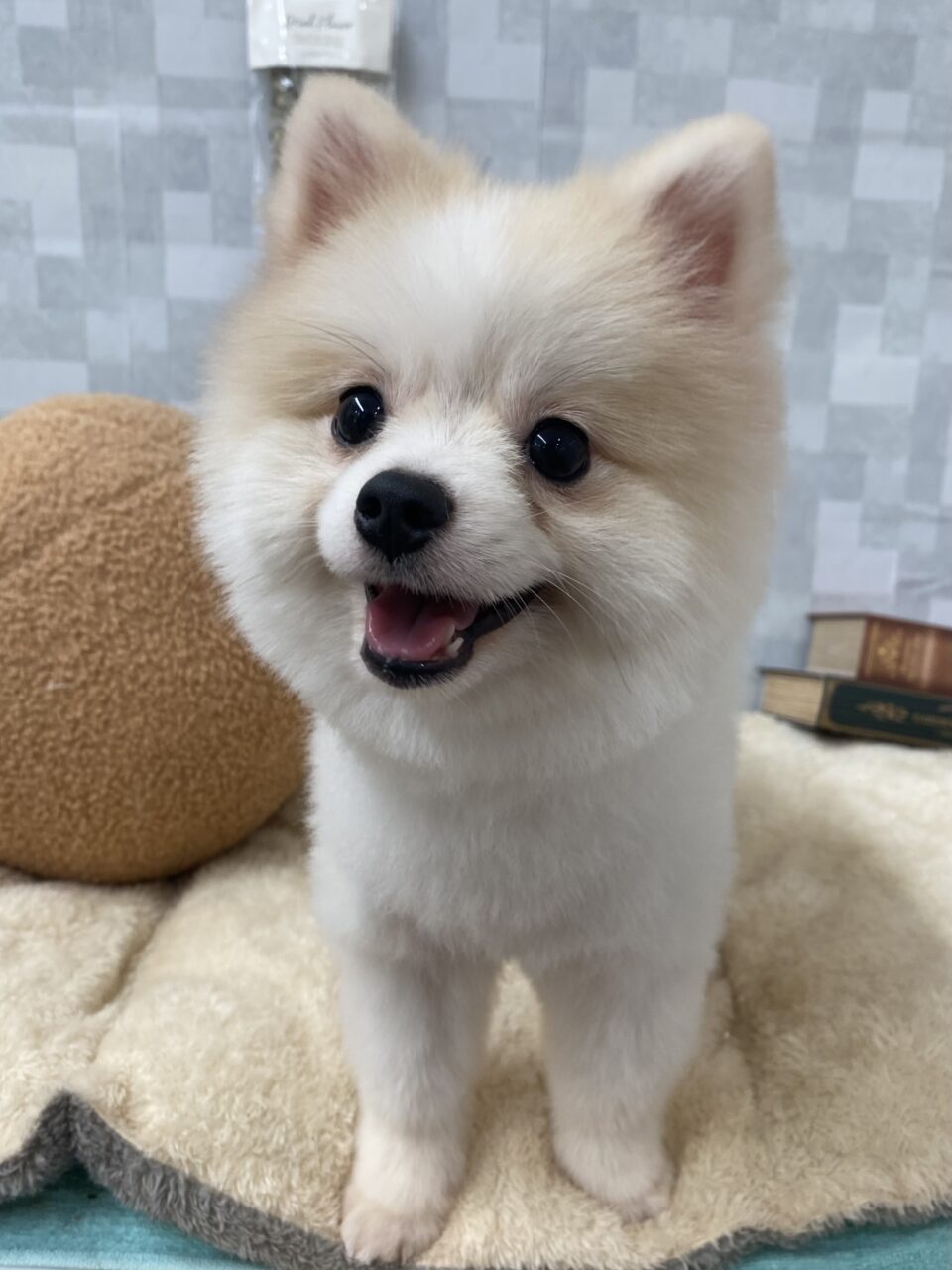 ポメラニアン