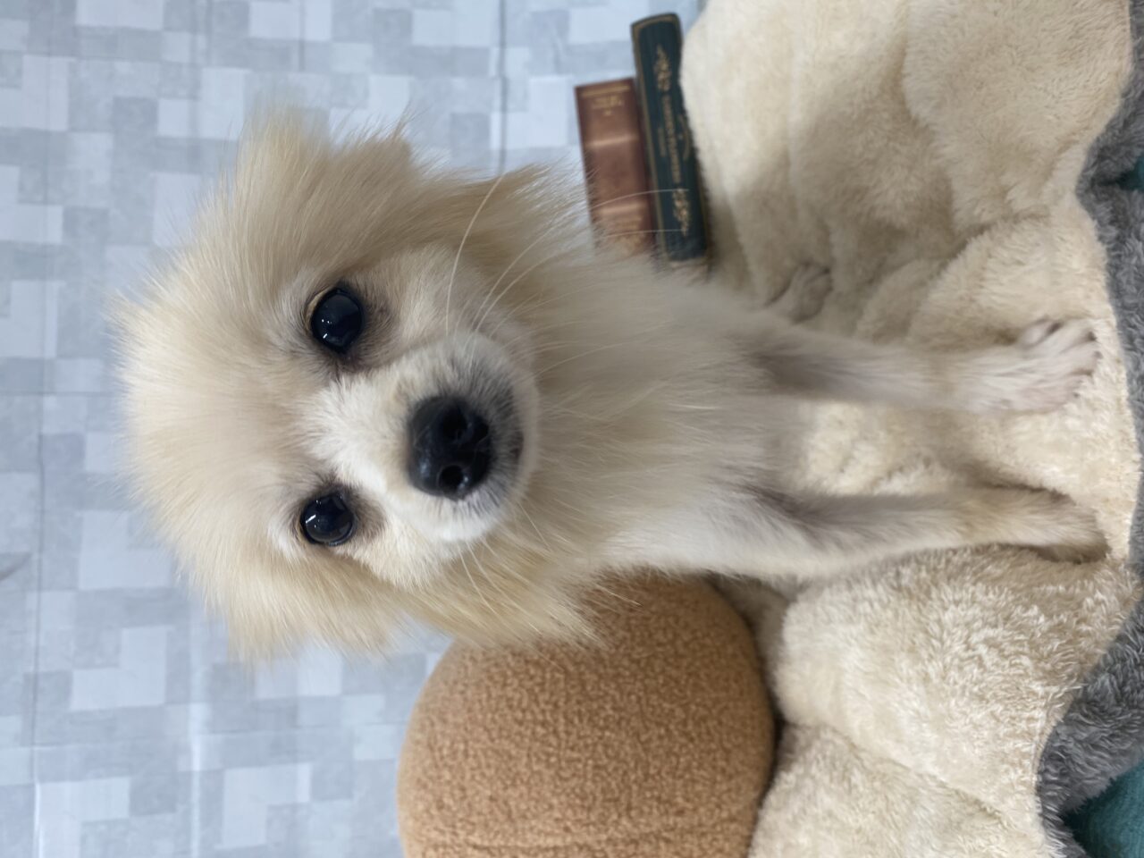 ポメラニアン