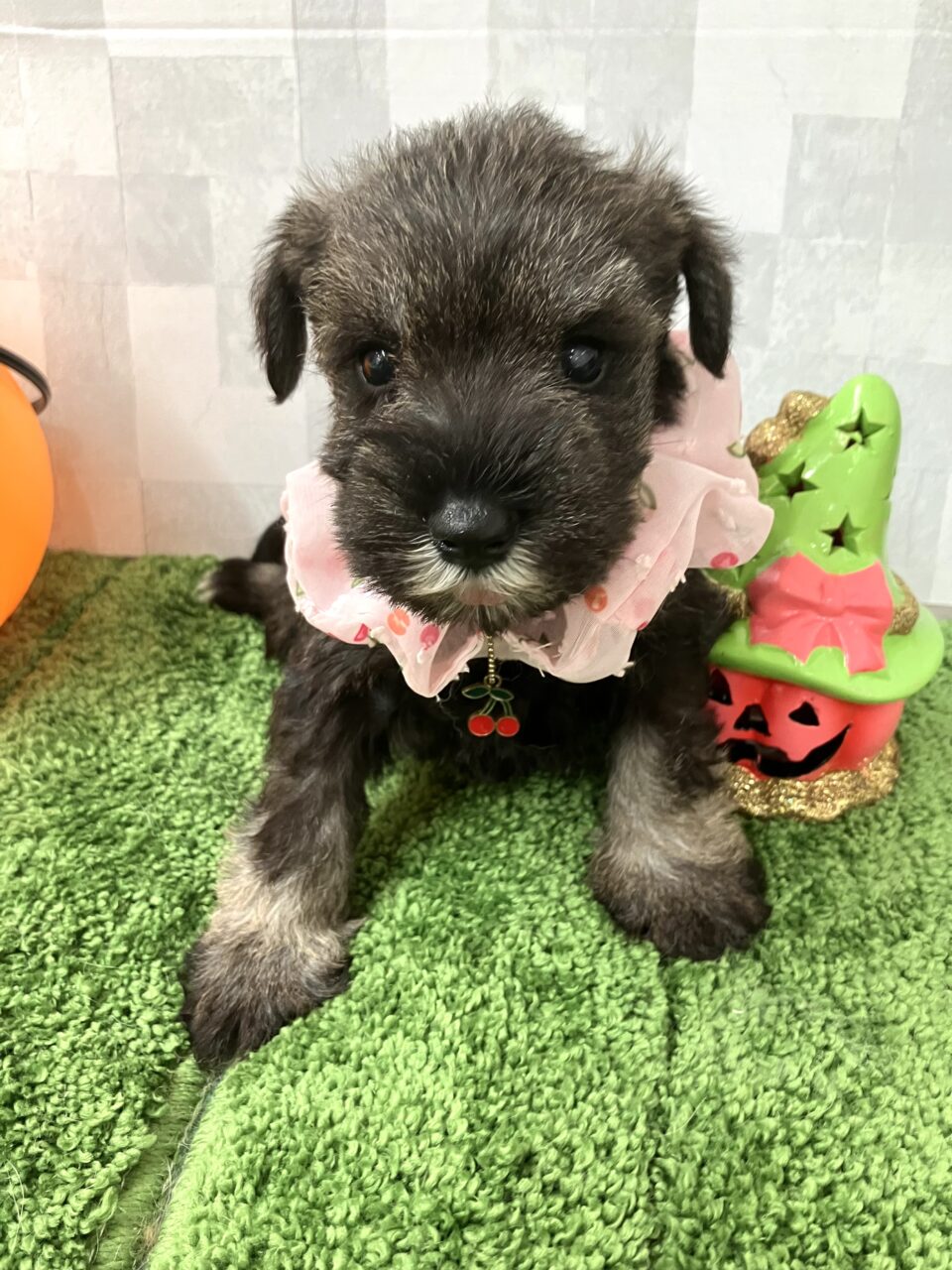 Ｍ・シュナウザー