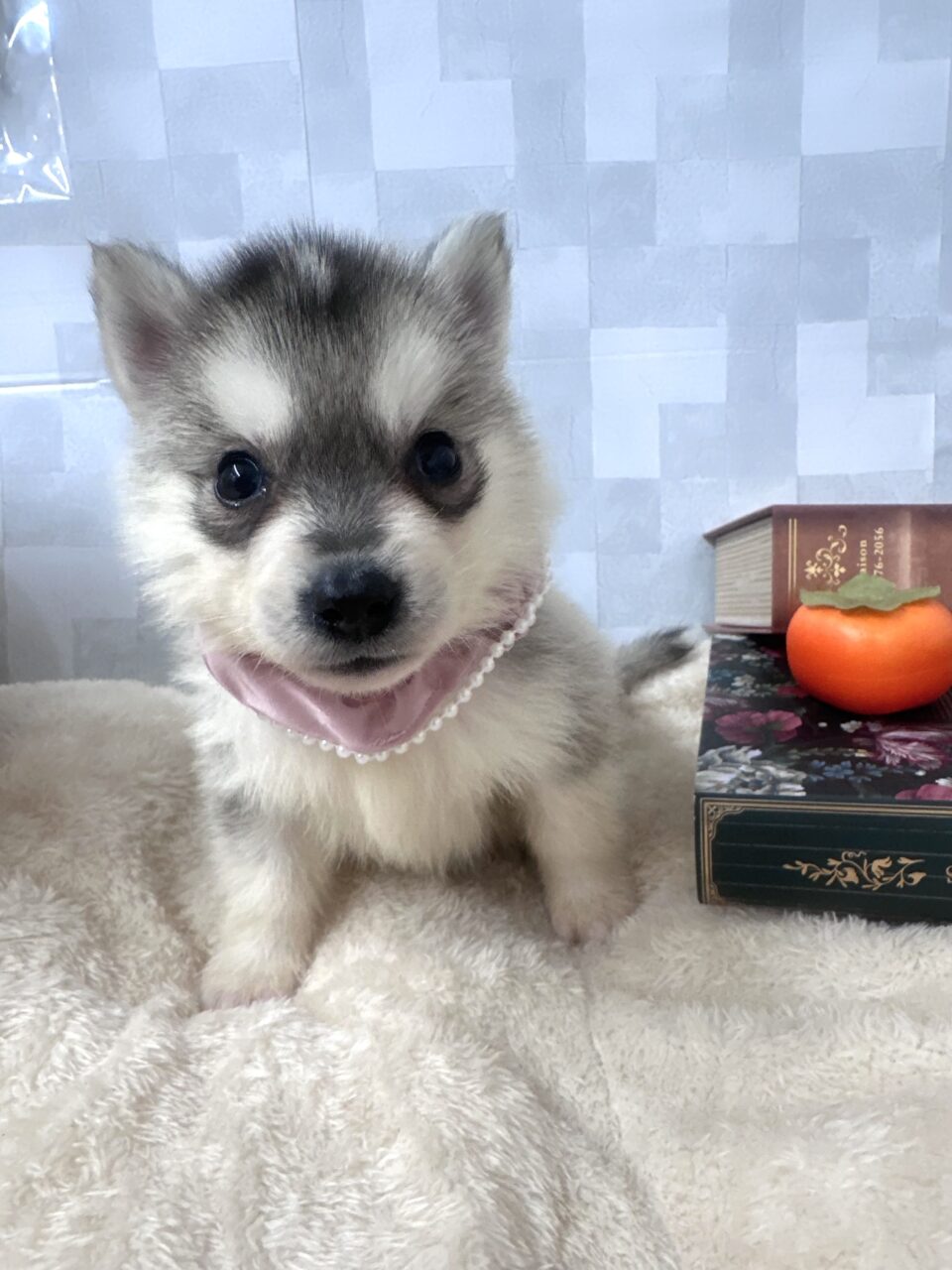 ハスキー
