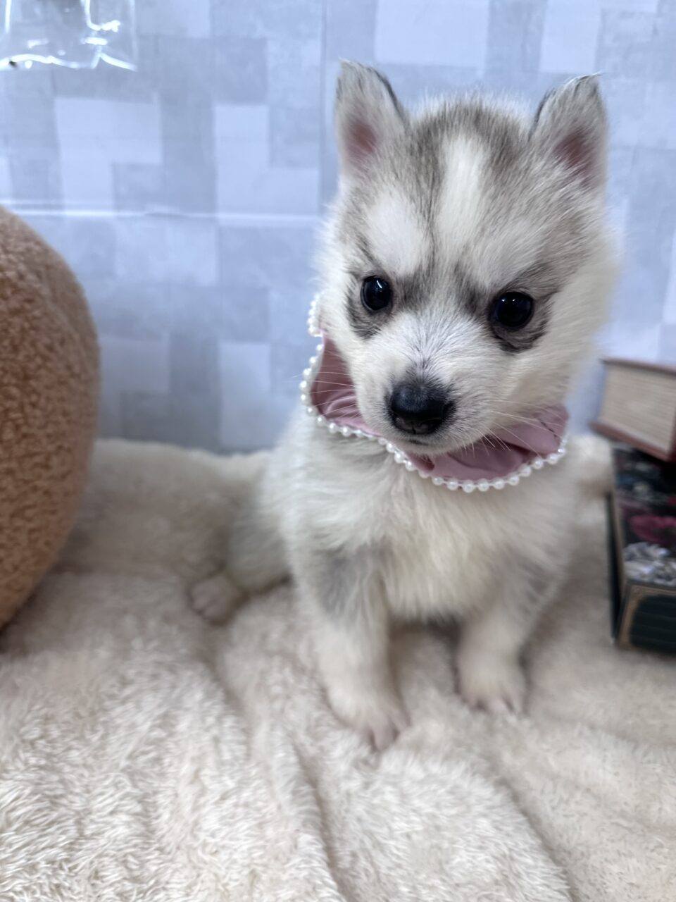ハスキー