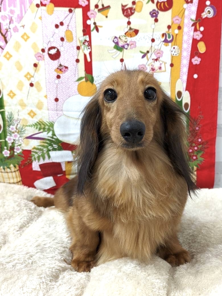 Ｍ・ダックス