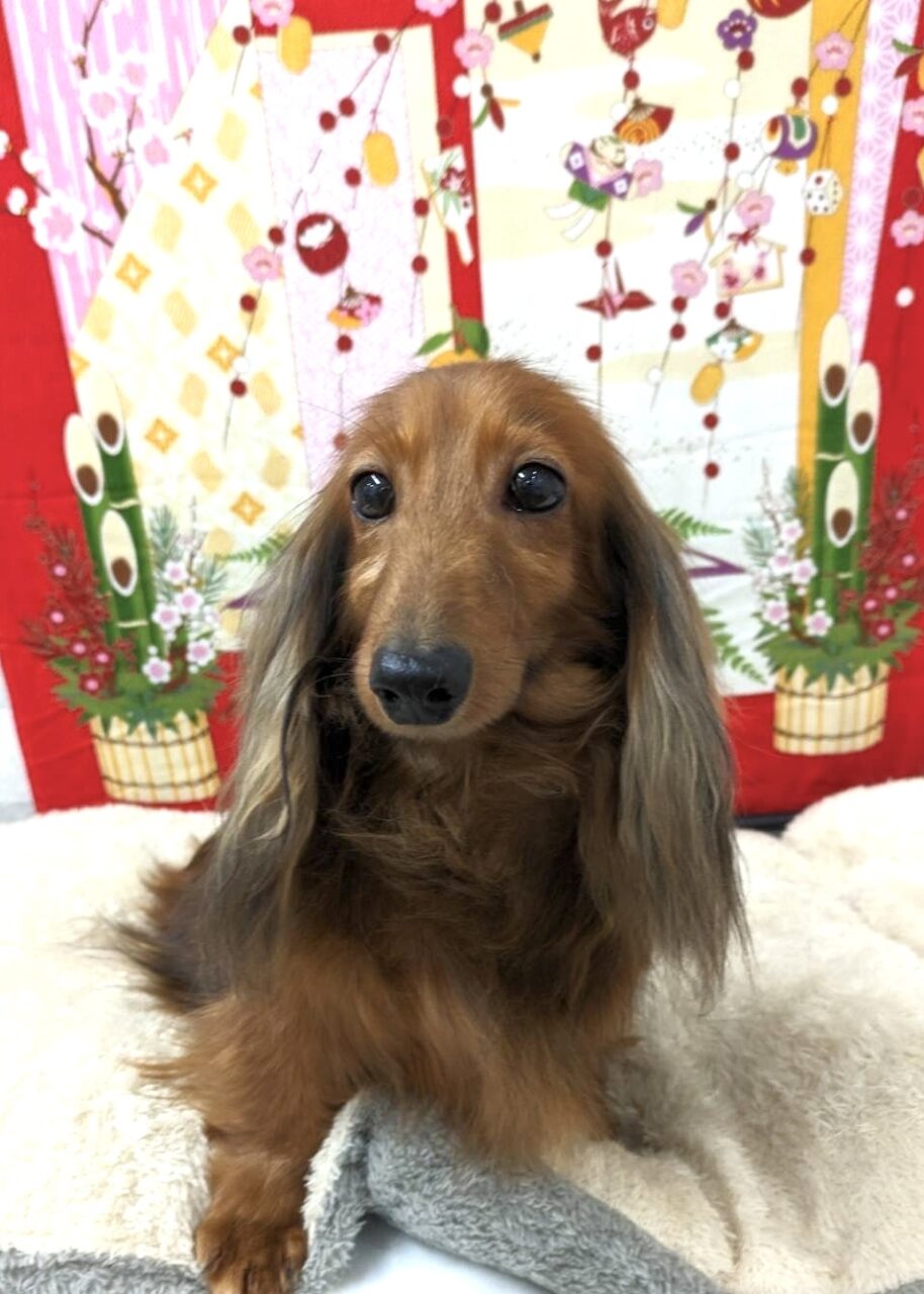 Ｍ・ダックス