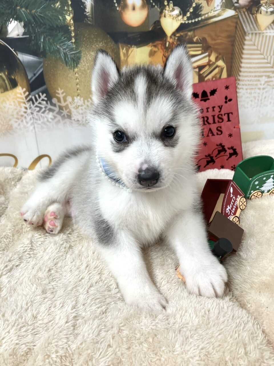 ハスキー