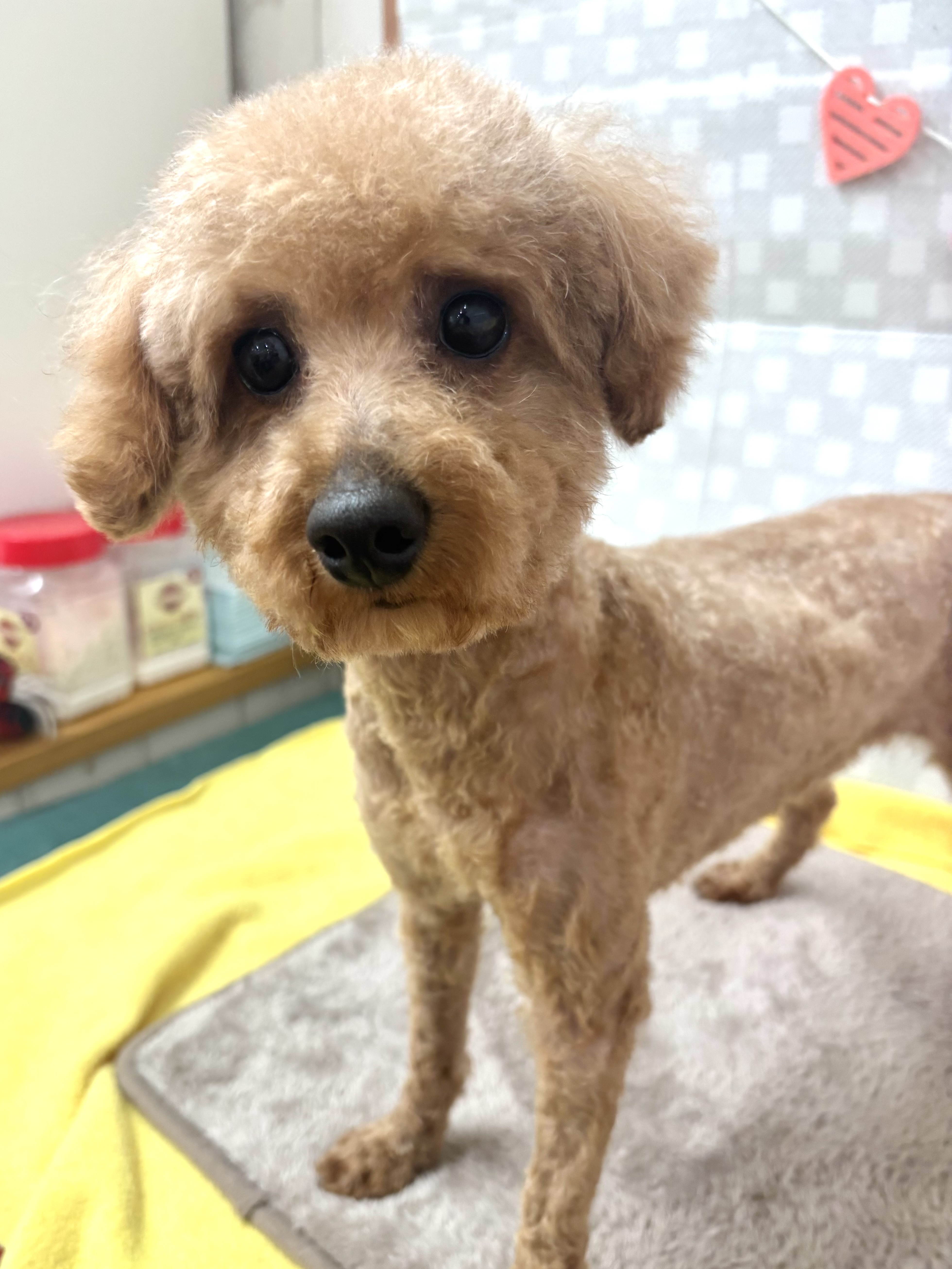 ★トイプー★男の子★お値下げ中です☆