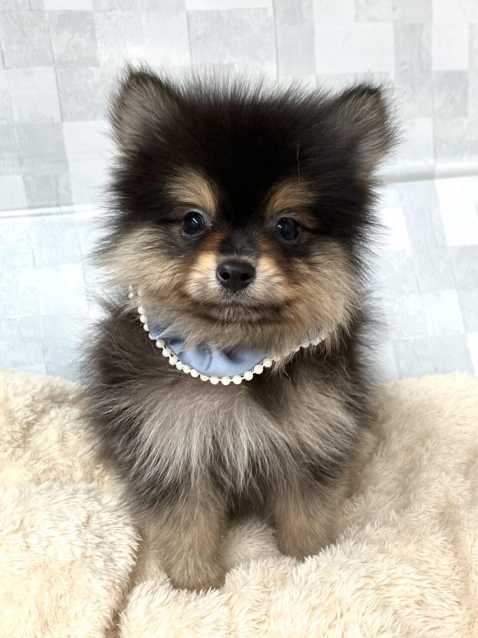 ポメラニアン