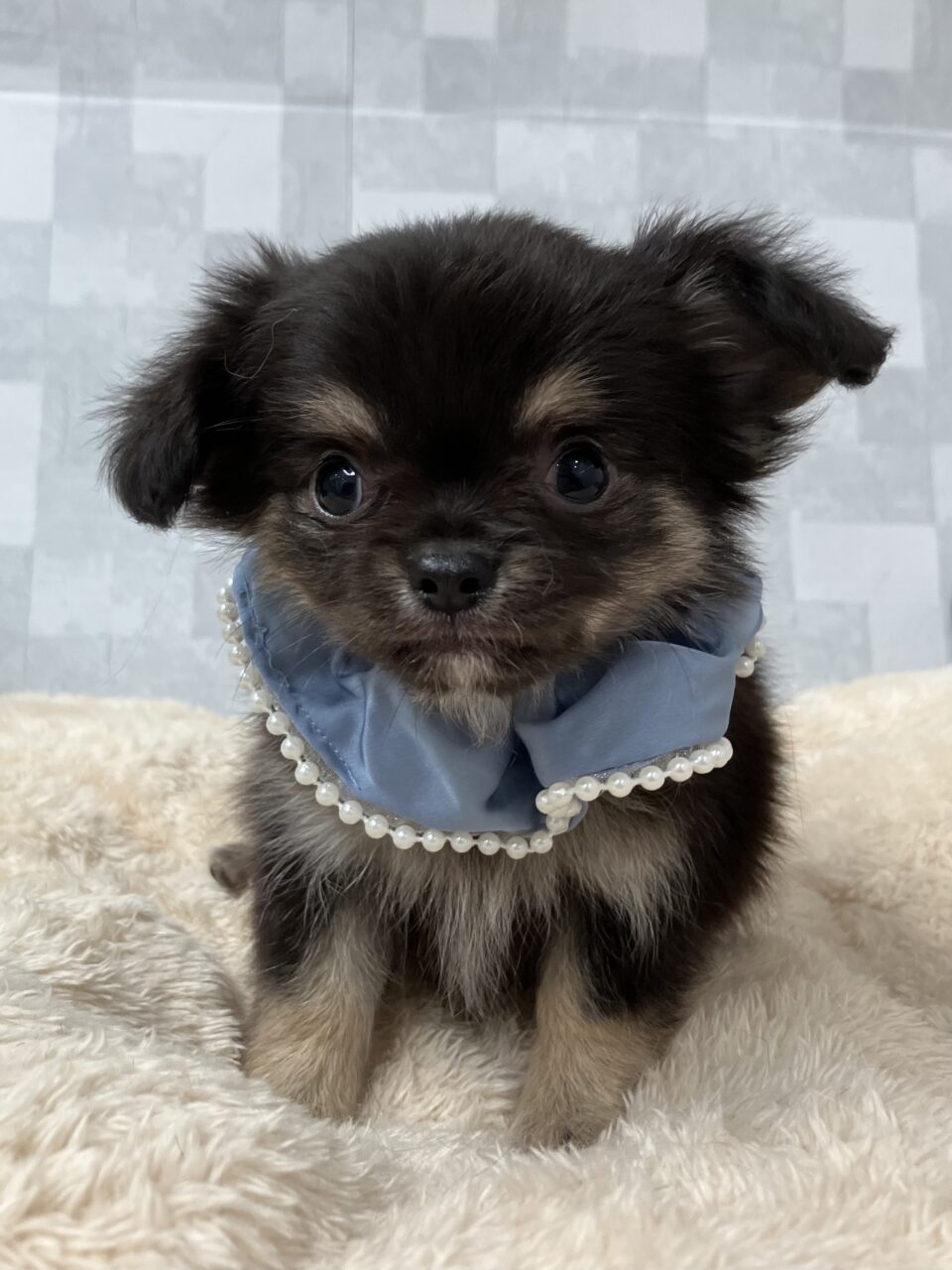 チワワ