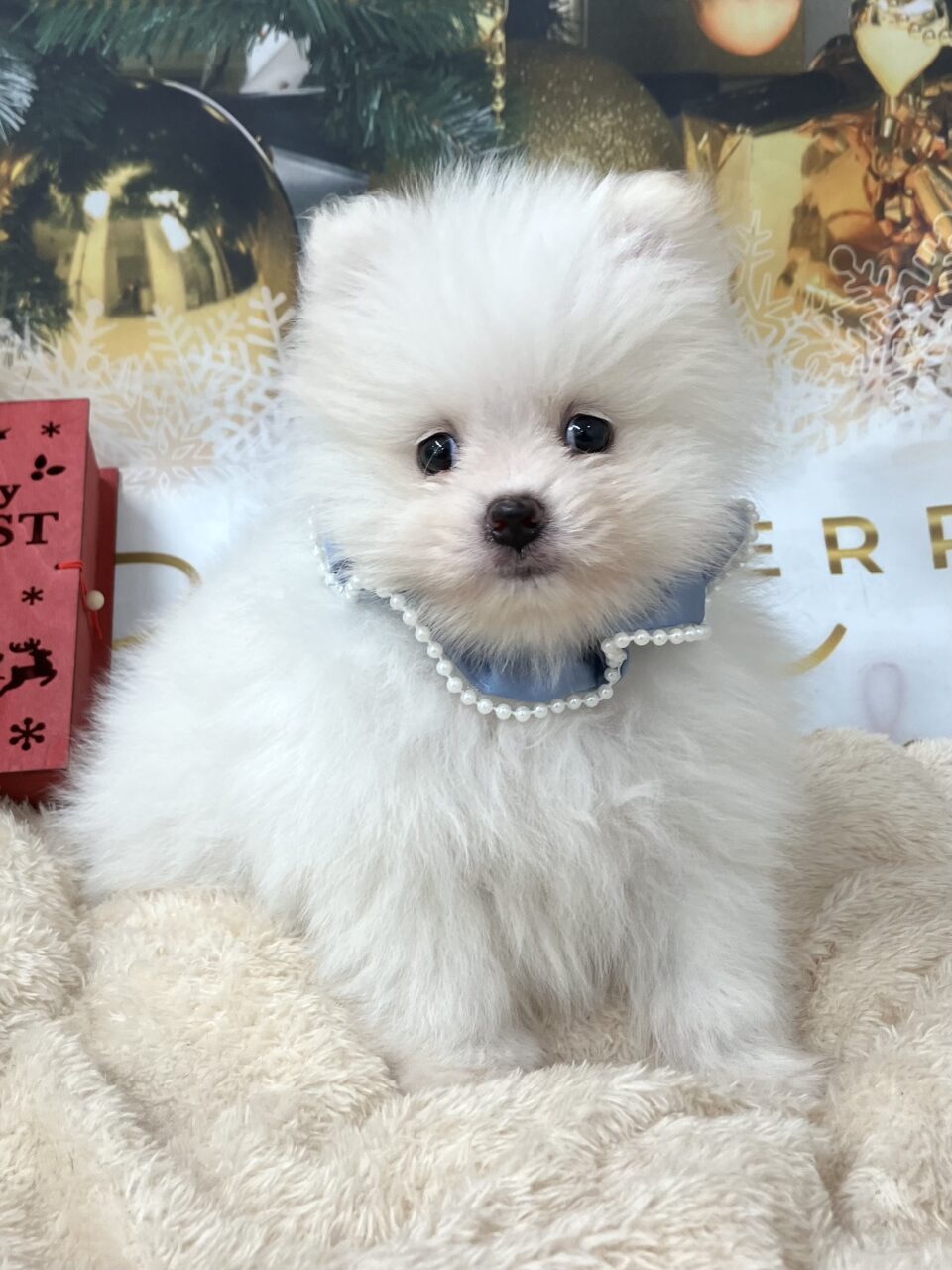 ポメラニアン
