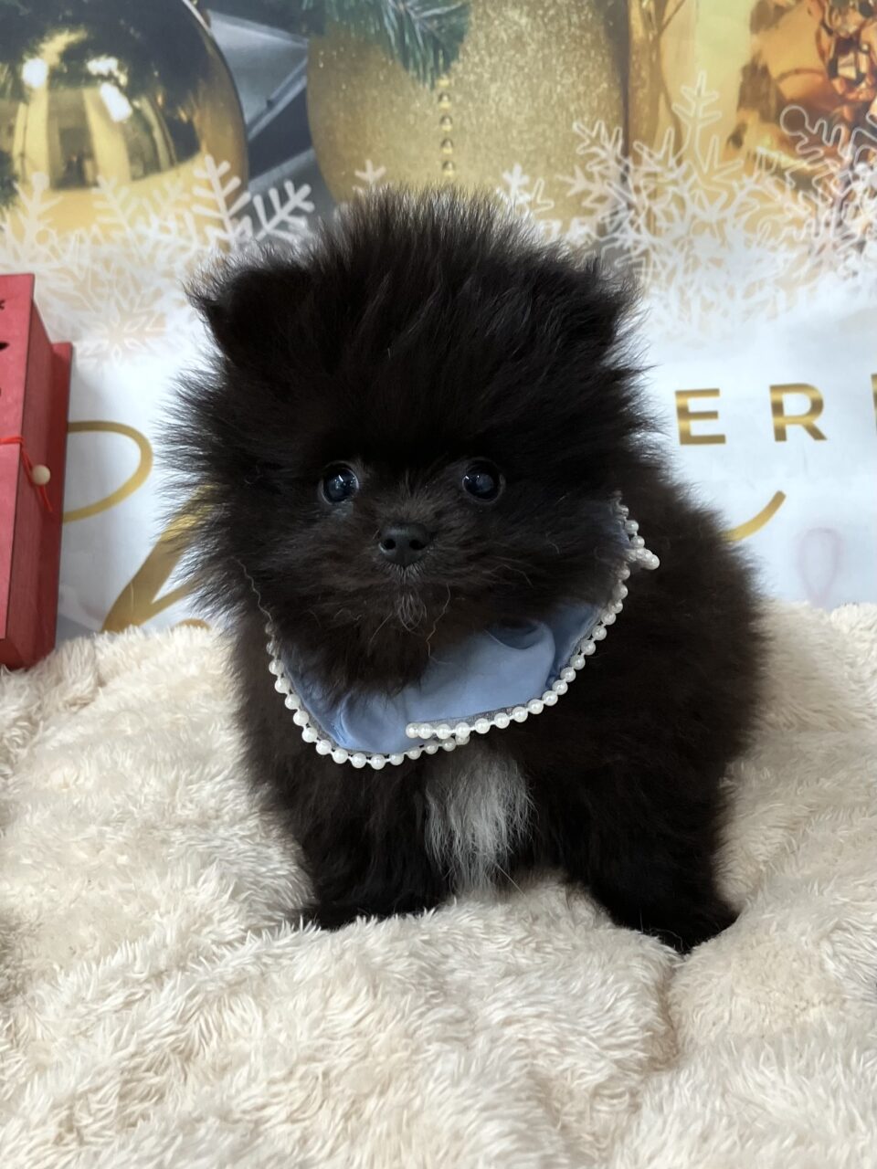 ポメラニアン