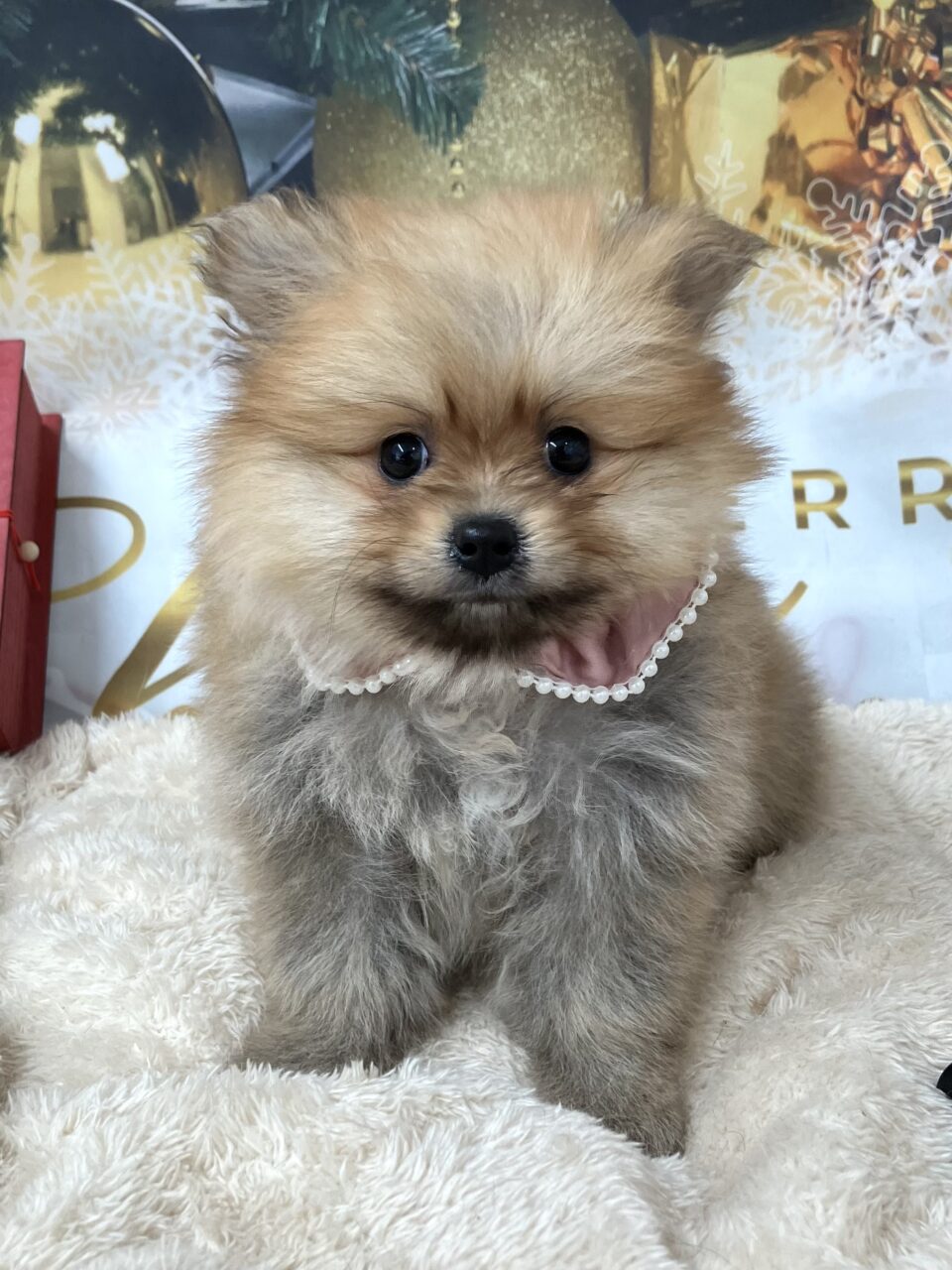 ポメラニアン