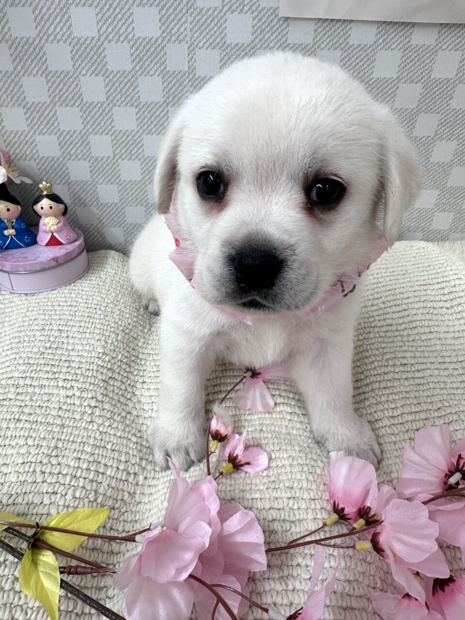 ラブラドール