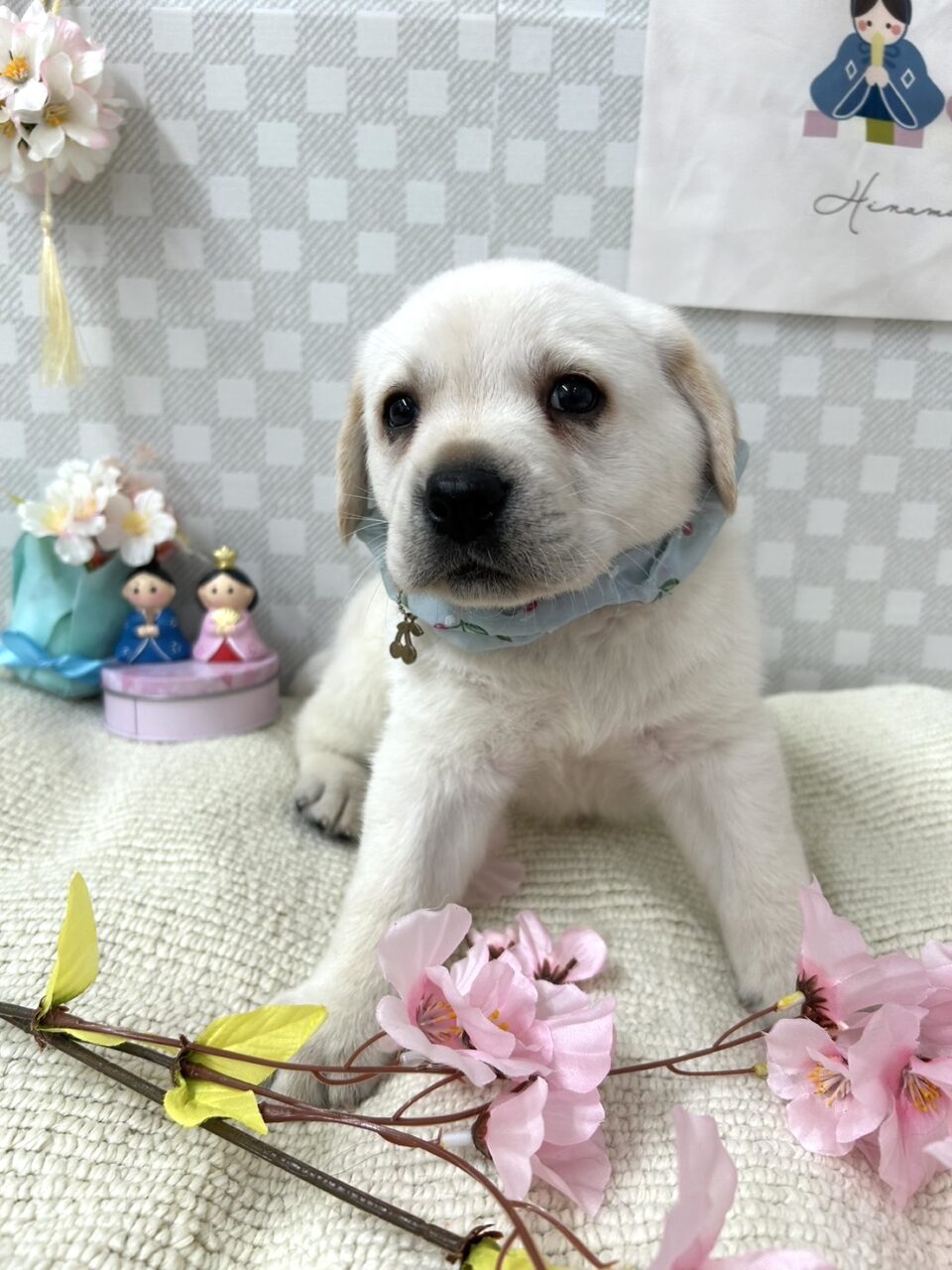 ラブラドール