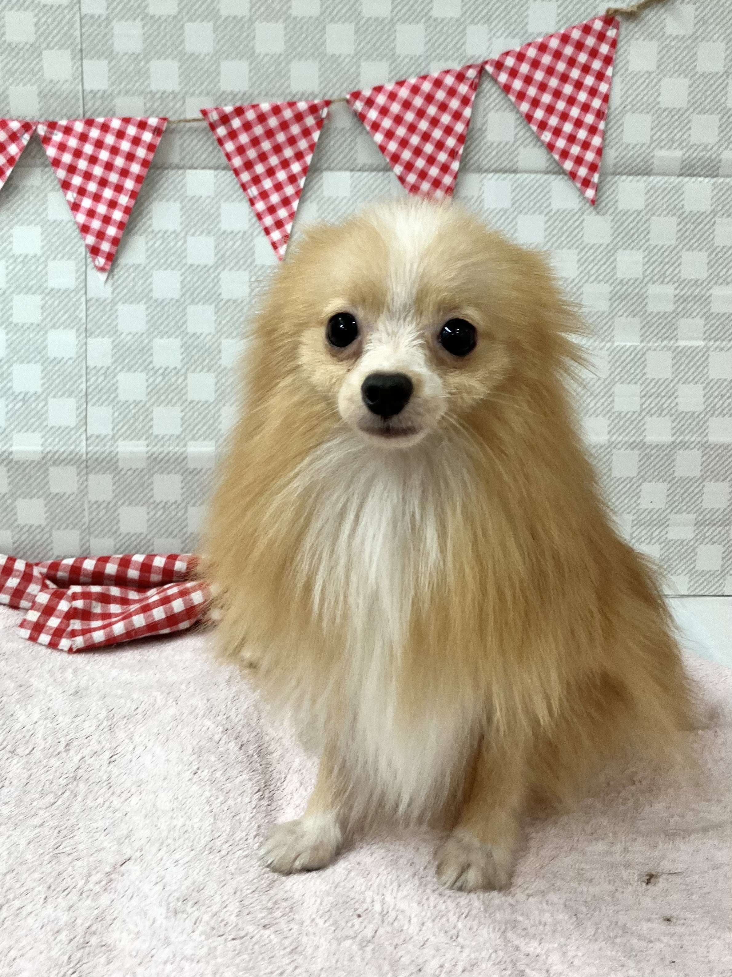 ★ポメラニアン★男の子★お値下げ中